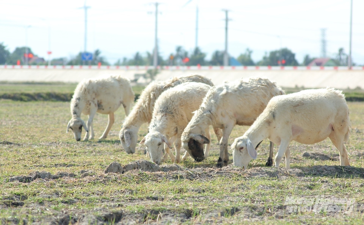 Hiện Chi cục Chăn nuôi và Thú y Khánh Hòa đang xây dựng đề án để phát triển sản phẩm dê, cừu thành sản phẩm Halal theo chủ trương của tỉnh. Ảnh: Phương Chi.