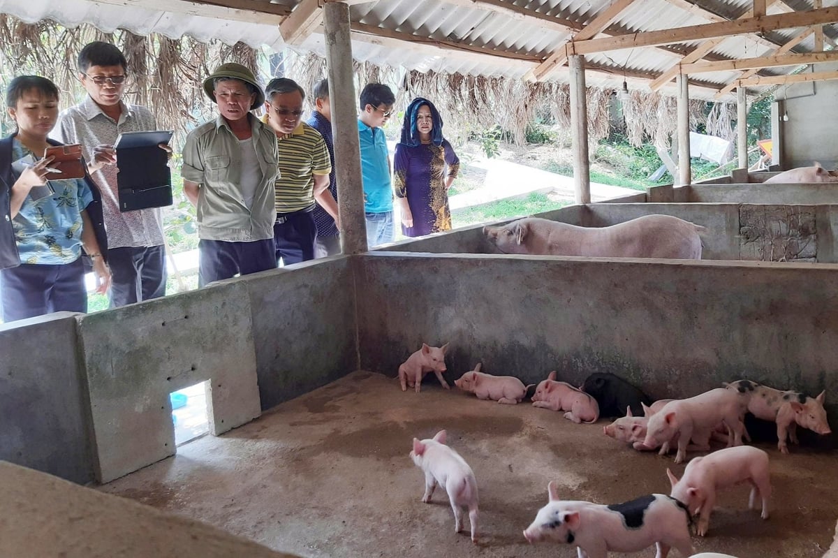 Chăn nuôi lợn theo hướng hữu cơ, an toàn sinh học đã trở thành điểm sáng trong phát triển nông nghiệp hữu cơ, kinh tế xanh, bền vững của TP. Huế. Ảnh: Văn Dinh.