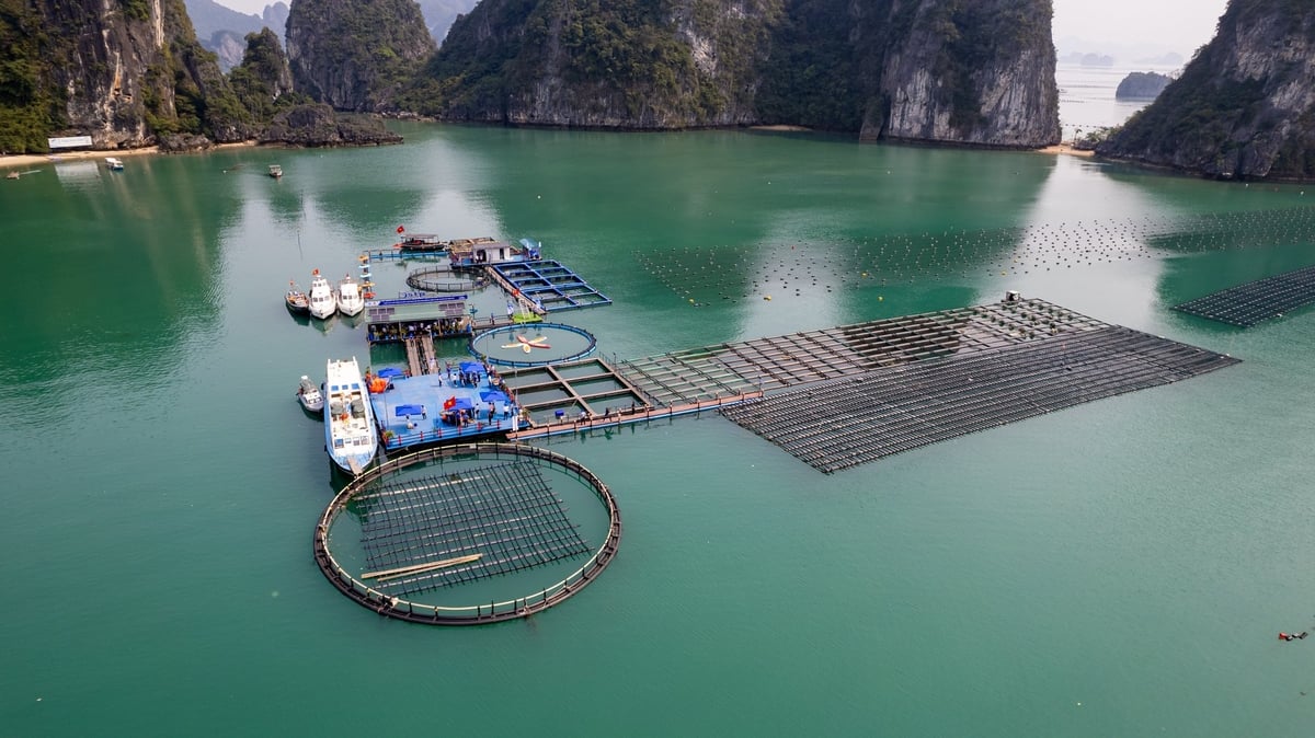 Quảng Ninh quy hoạch hơn 45.000 ha mặt biển cho nuôi trồng thủy sản. Ảnh: Nguyễn Thành.