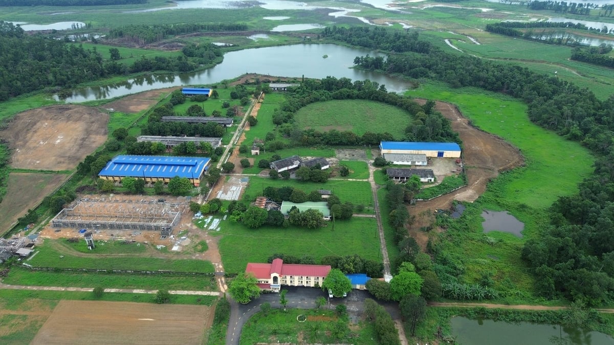 Trung tâm Giống gia súc lớn Trung ương hiện lưu giữ và chuyển giao nhiều giống bò cao sản. Ảnh: An Khang.