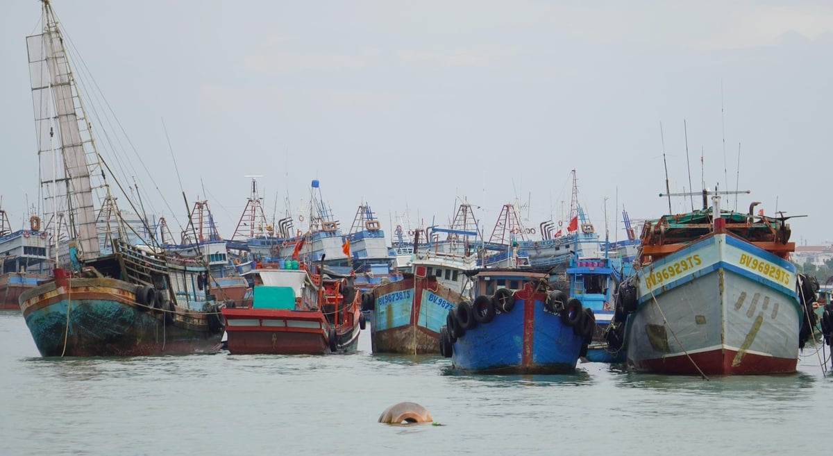 TP.HCM sở hữu đội tàu cá quy mô lớn, vì vậy công tác kiểm soát, xác minh và hoàn thiện hồ sơ, thủ tục quản lý còn gặp nhiều khó khăn. Ảnh: Lê Bình.