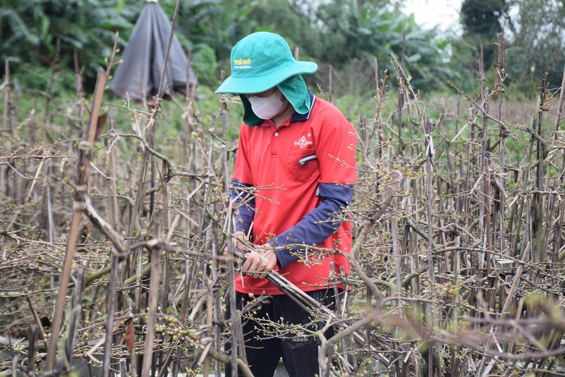 Mai là loại cây rất mẫn cảm với sâu bệnh, phải thường xuyên phun thuốc bảo vệ thực vật. Ảnh: V.Đ.T.