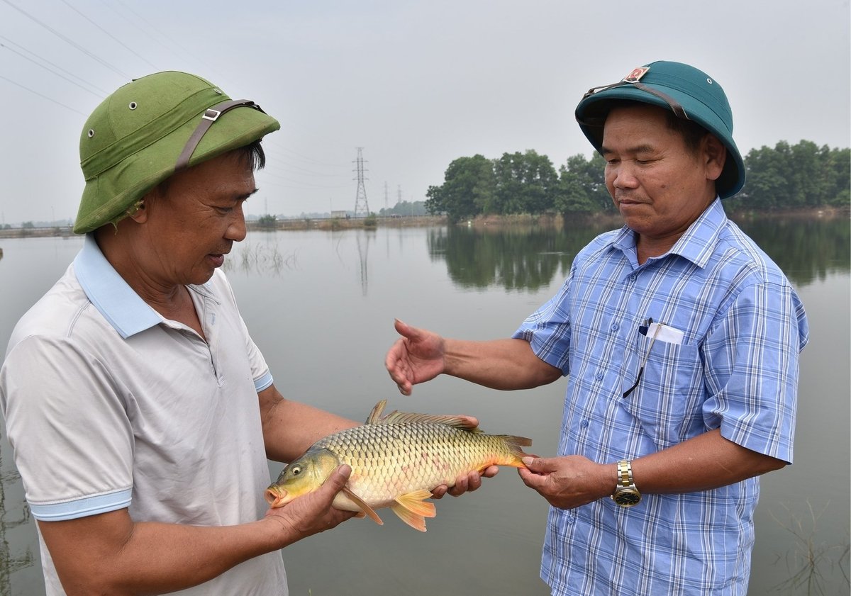 Ông Sỹ Danh Hồng (phải) cùng ông Cấn Hoàng Chiến đang kiểm tra cá khách. Ảnh: Dương Đình Tường.