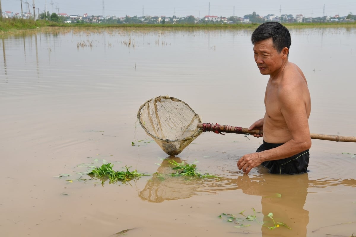 Ông Nguyễn Huy Chí đi vớt ốc bươu vàng bám vào bẫy bằng rau. Ảnh: Dương Đình Tường.