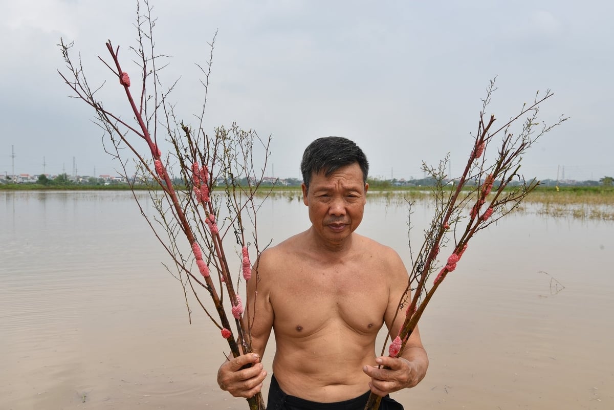 Ông Nguyễn Huy Chí đi thu những cái que đầy trứng ốc bươu vàng. Ảnh: Dương Đình Tường.