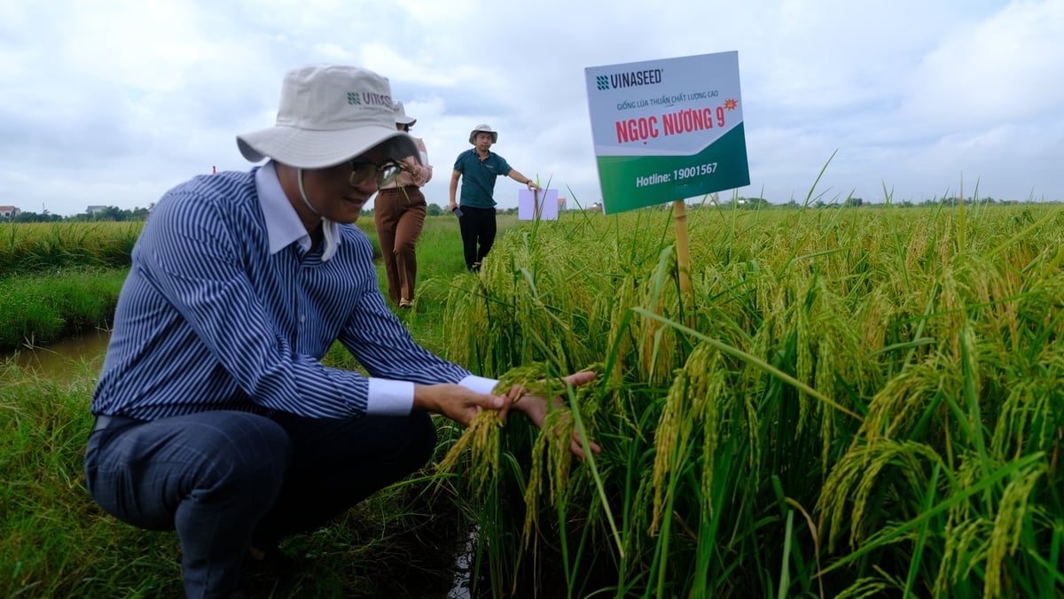 Ngọc nương 9 được đánh giá có năng suất cao, chất lượng gạo thơm ngon, khả năng chống chịu sâu bệnh tốt. Ảnh: Kiên Trung. Ngọc nương 9 được đánh giá có năng suất cao, chất lượng gạo thơm ngon, khả năng chống chịu sâu bệnh tốt. Ảnh: Kiên Trung.