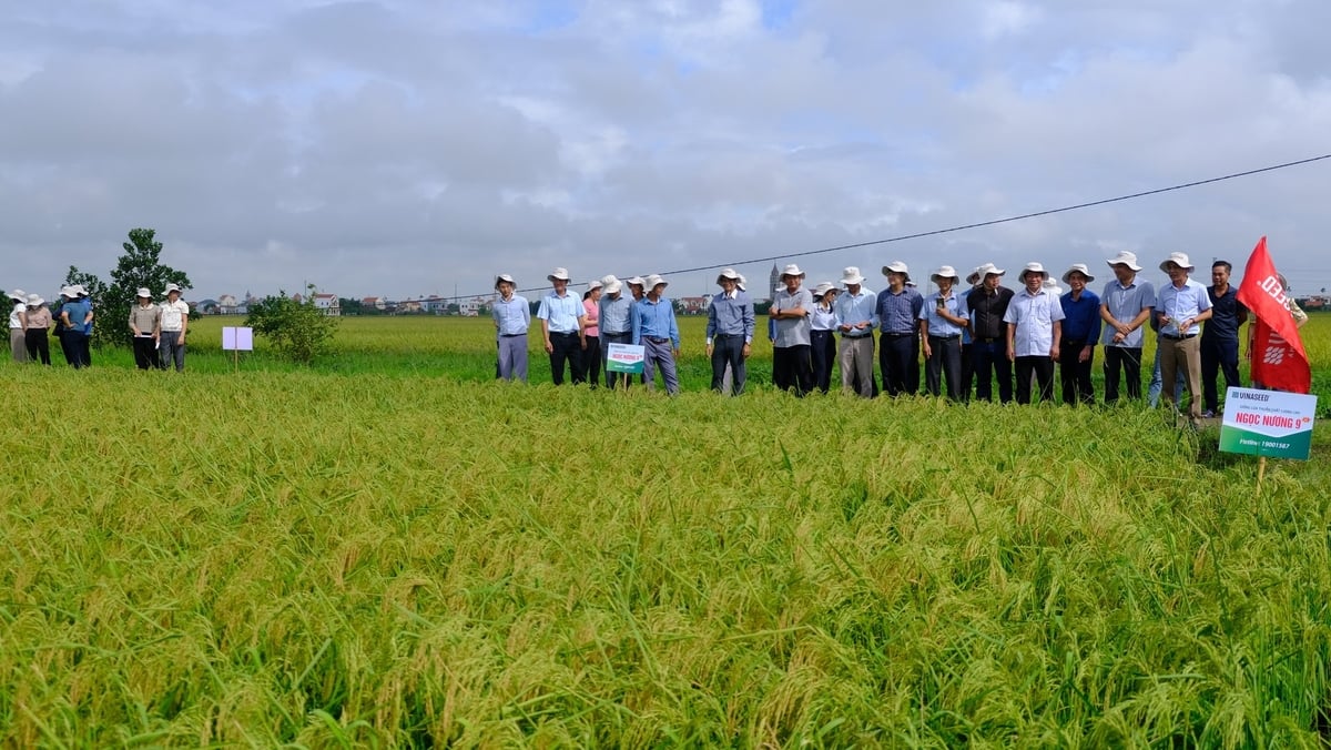 Đại biểu 21 xã của hai huyện Xuân Trường, Trực Ninh (cũ) cùng các đại điền thăm mô hình trình diễn giống lúa Ngọc nương 9 tại xã Ninh Cường. Ảnh: Kiên Trung. Đại biểu 21 xã của hai huyện Xuân Trường, Trực Ninh (cũ) cùng các đại điền thăm mô hình trình diễn giống lúa Ngọc nương 9 tại xã Ninh Cường. Ảnh: Kiên Trung.