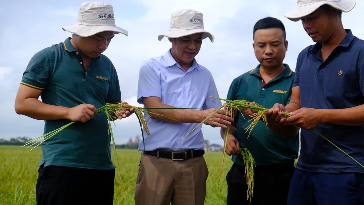 Anh Tống Văn Biên (ngoài cùng bên phải) - đại điền xã Ninh Cường thắng lớn nhờ canh tác giống lúa Ngọc nương 9. Ảnh: Kiên Trung. Anh Tống Văn Biên (ngoài cùng bên phải) - đại điền xã Ninh Cường thắng lớn nhờ canh tác giống lúa Ngọc nương 9. Ảnh: Kiên Trung.