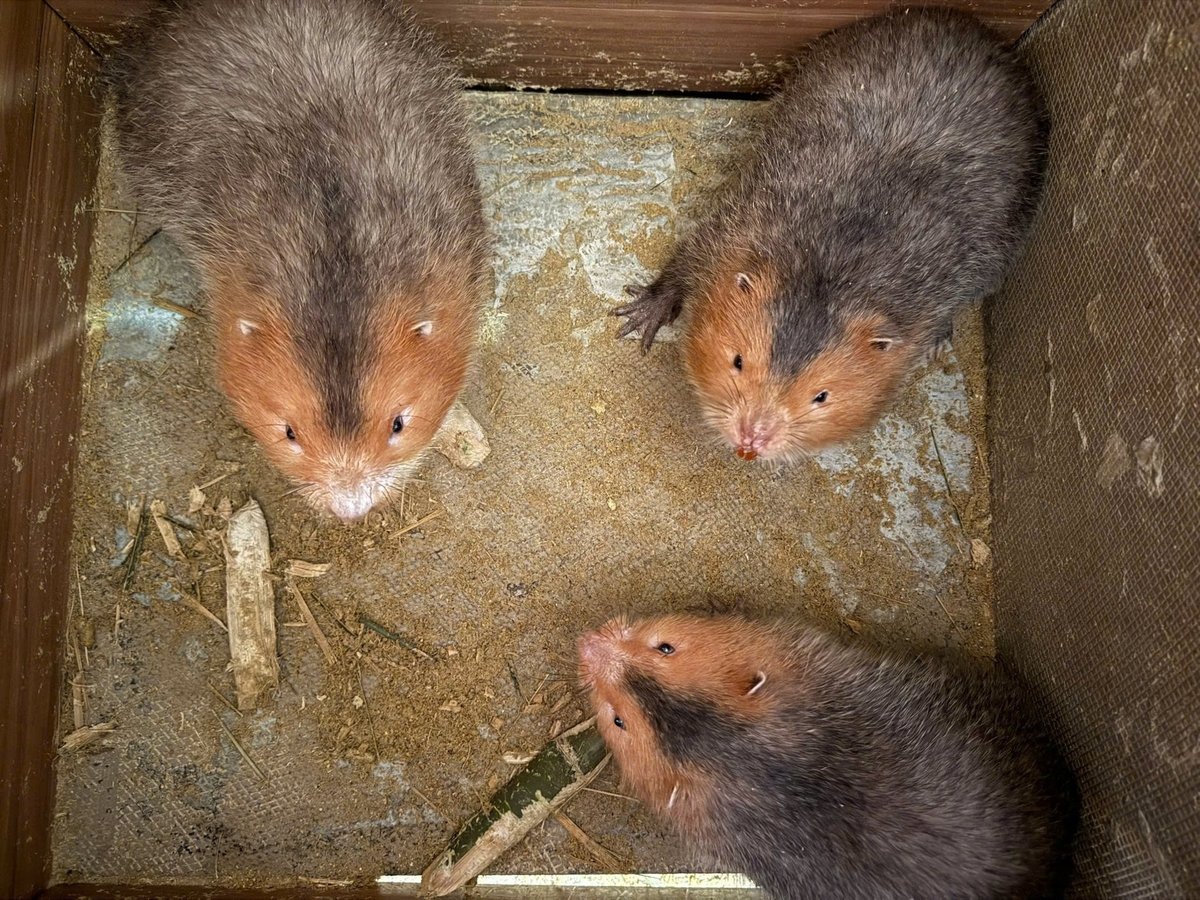 Giống dúi má đào chi phí đầu tư thấp mang lại hiệu quả kinh tế cao. Ảnh: Dũng Sơn.