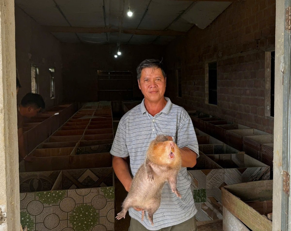 Ông Đinh Văn Ánh hộ gia đình chăn nuôi dúi nhiều năm liền là hộ sản xuất, kinh doanh giỏi. Ảnh: Dũng Sơn.