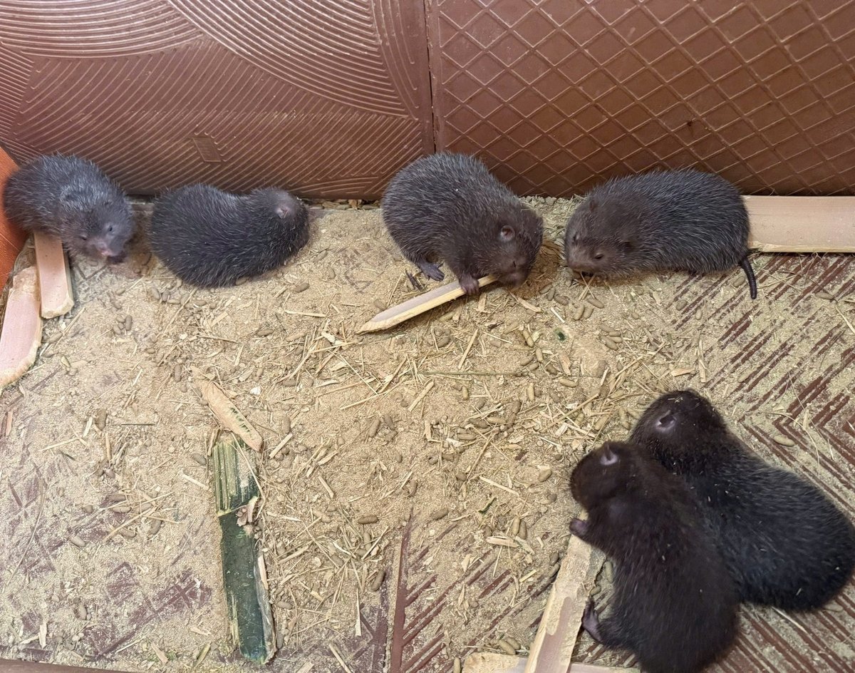 Các loại thức ăn cho dúi dễ tìm kiếm trong tự nhiên như tre, mía, măng tre, ngô. Ảnh: Dũng Sơn.