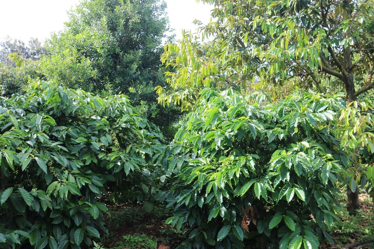 Chuyển đổi cơ cấu cây trồng giúp người dân ứng phó với tình trạng khô hạn, thiếu nước tưới và nâng cao thu nhập. Ảnh: Phương Chi.