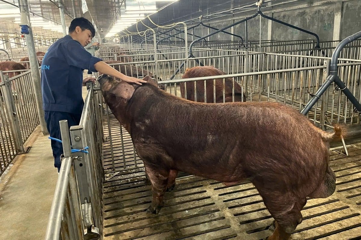 Nhờ áp dụng đồng bộ các giải pháp công nghệ hiện đại, Xuân Thiện đã xử lý triệt để vấn đề mùi hôi, phân thải chăn nuôi ảnh hưởng tới môi trường xung quanh. Ảnh: XT. 