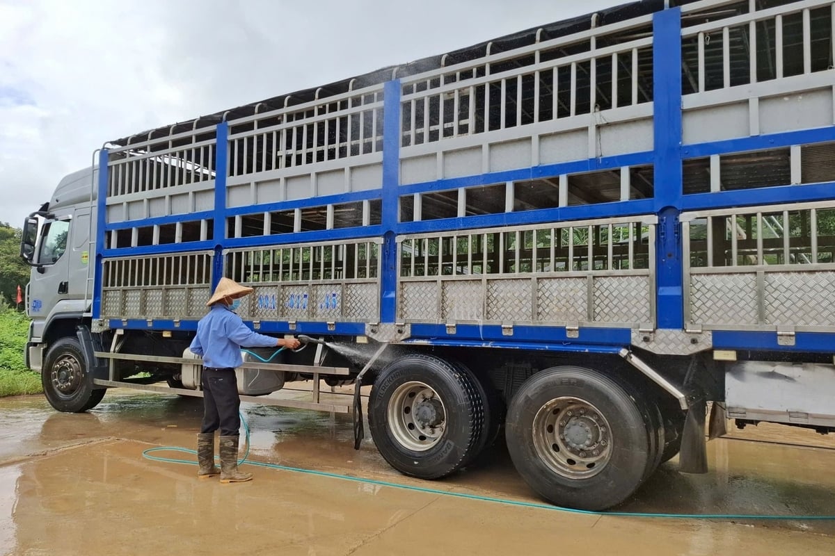 Các phương tiện, con người ra vào trại chăn nuôi Xuân Thiện Thanh Hóa 1 được giám sát, sát trùng rất kỹ lưỡng qua nhiều vòng bảo vệ. Ảnh: Trung Quân.
