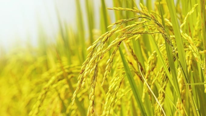 Cập nhật giá lúa gạo hôm nay 5/1/2026 mới nhất