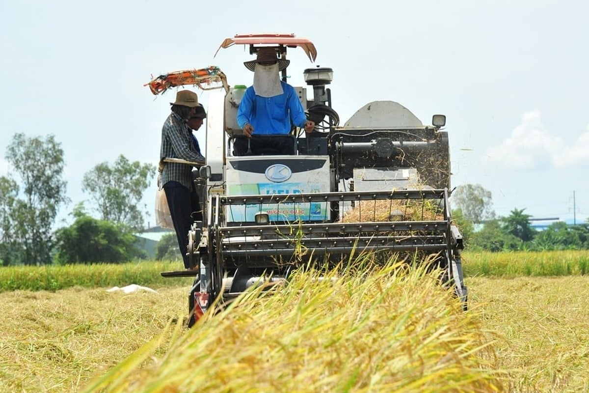 Cập nhật giá lúa gạo hôm nay 29/10/2025 mới nhất. Ảnh: Lê Hoàng Vũ Cập nhật giá lúa gạo hôm nay 29/10/2025 mới nhất. Ảnh: Lê Hoàng Vũ