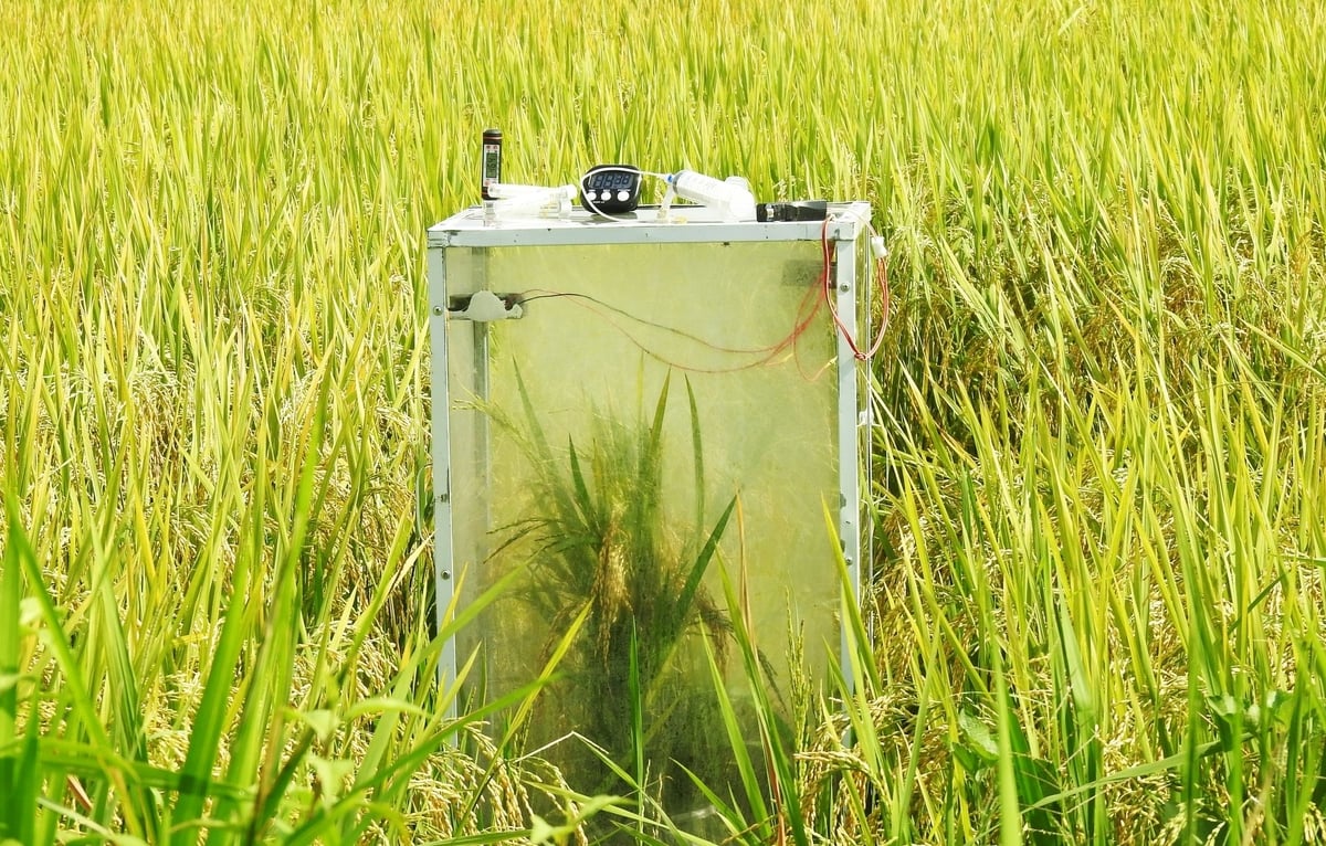 Lượng giảm phát thải tại mô hình sản xuất tưới ngập - khô xen kẽ tại xã Thiên Cầm so với canh tác tưới ngập liên tục là 70,48% ở vụ xuân và 49,1% trong vụ hè thu. Ảnh: Thanh Nga.