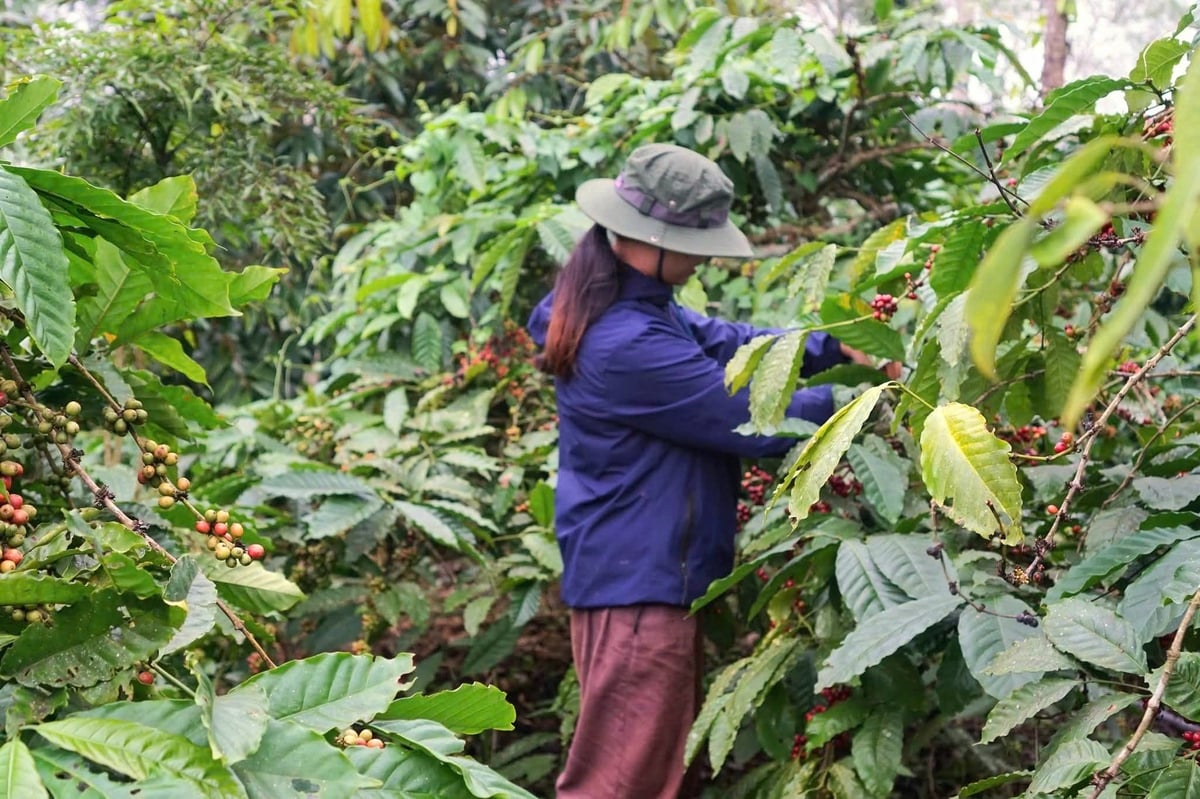 Giám sát chặt mã số vùng trồng, cơ sở đóng gói là điều kiện tiên quyết để đảm bảo các yêu cầu của các nước nhập khẩu. Ảnh: Phương Chi.