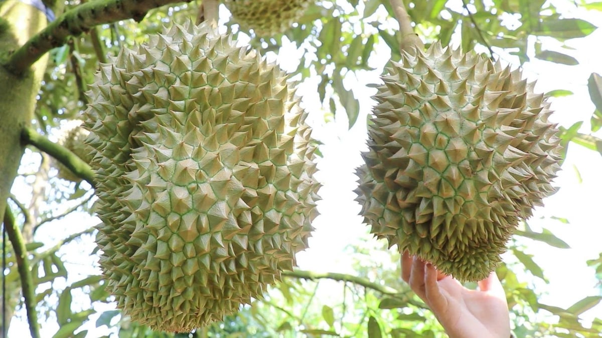 Hầu hết các vùng trồng và cơ sở đóng gói tại Đắk Lắk và Gia Lai được giám sát đều duy trì được điều kiện đáp ứng yêu cầu của nước nhập khẩu. Ảnh: Phương Chi.