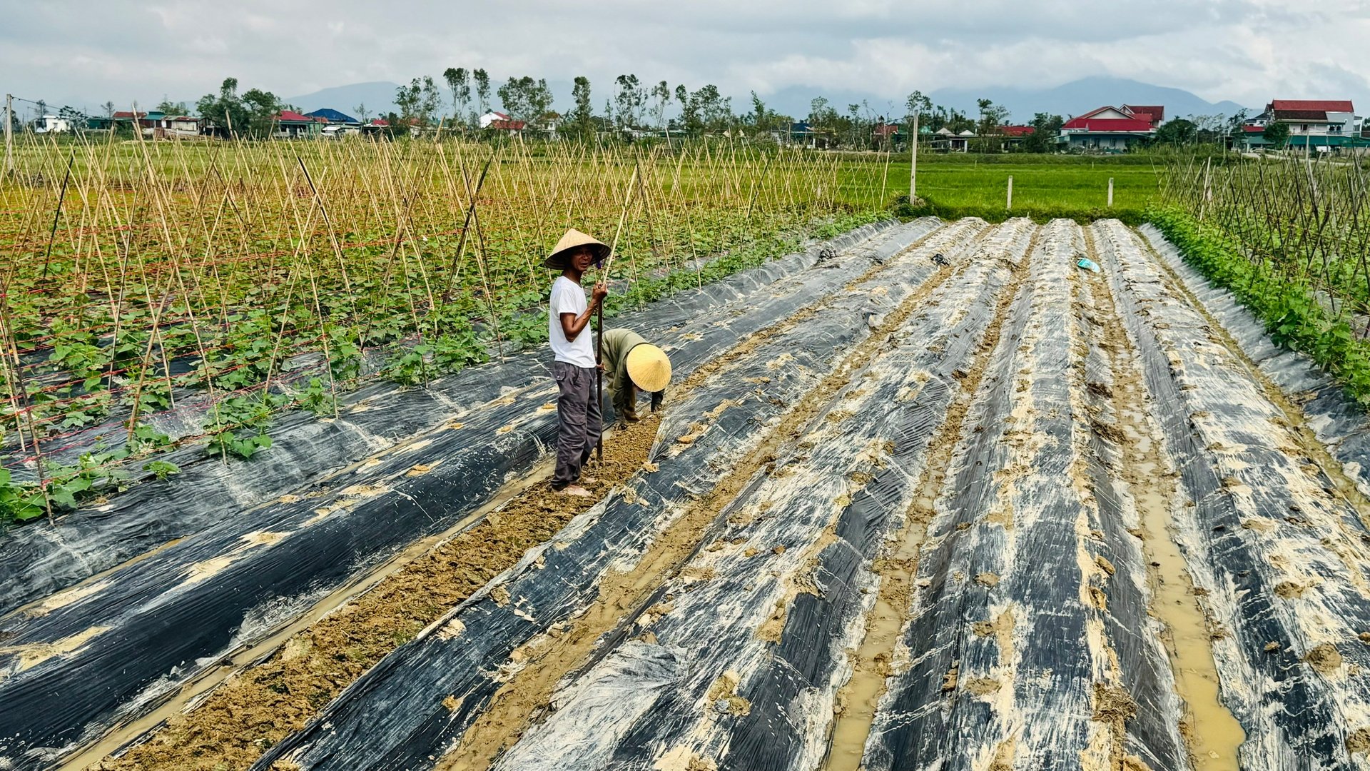 Tranh thủ thời tiết thuận lợi, nông dân khẩn trương khắc phục thiệt hại, cải tạo lại đồng ruộng, gieo trồng mới để kịp thời vụ. Ảnh: Ánh Nguyệt.