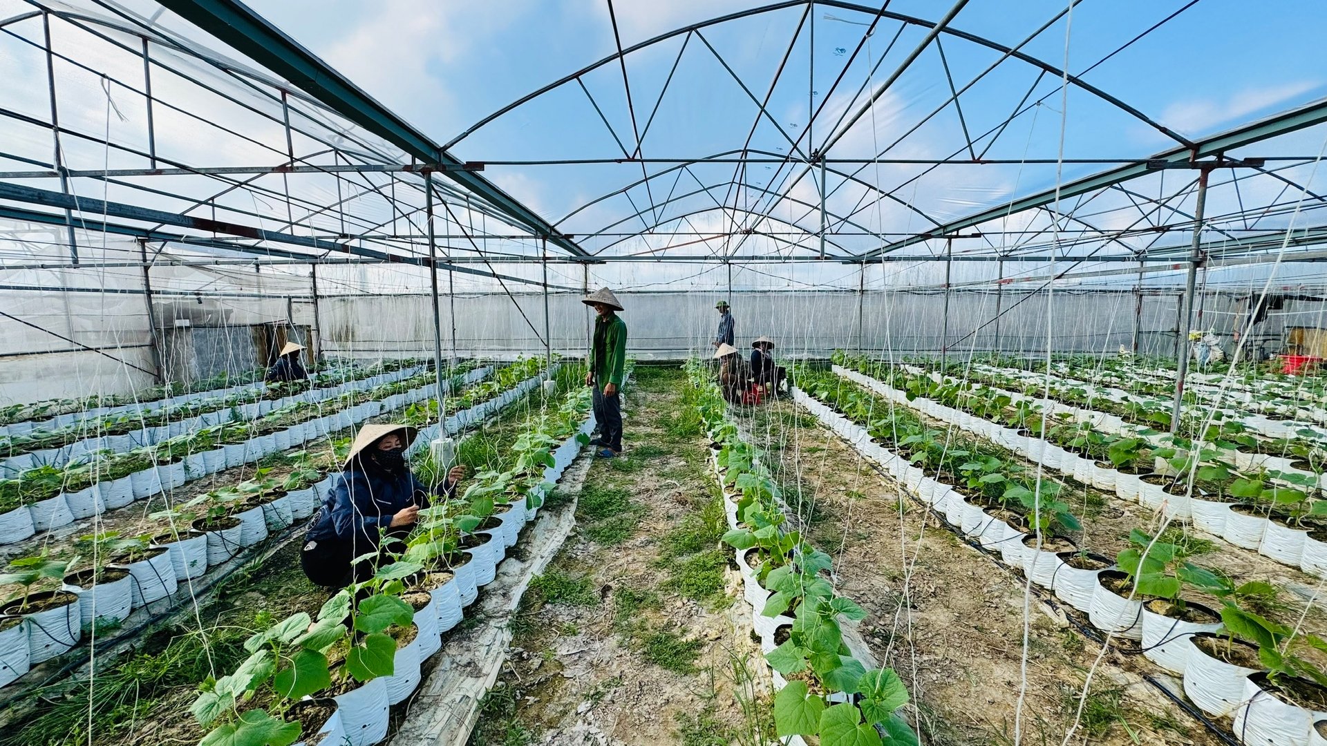 Tổ hợp tác sản xuất dưa lưới HT Farm đang tập trung khôi phục sản xuất sau bão lũ. Ảnh: Ánh Nguyệt.