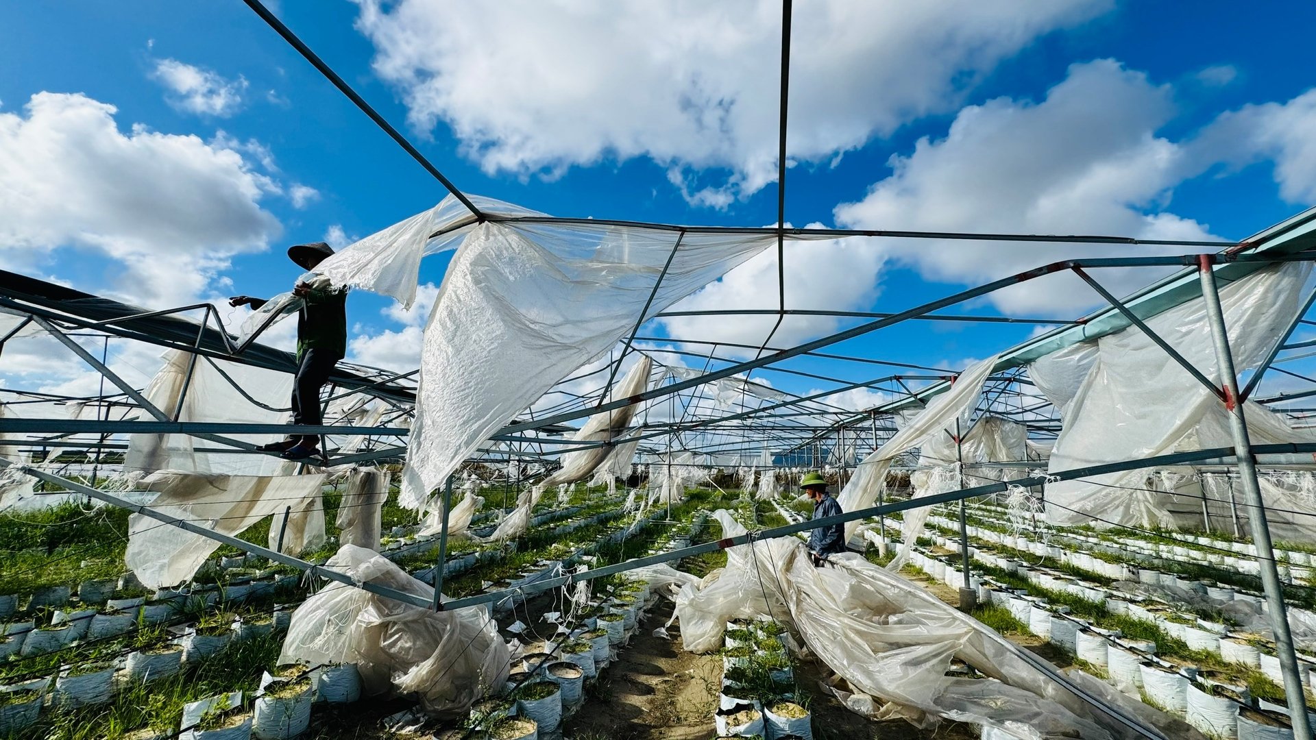 Bão số 10 gây thiệt hại nặng nề cho sản xuất nông nghiệp Hà Tĩnh. Ảnh: Ánh Nguyệt.