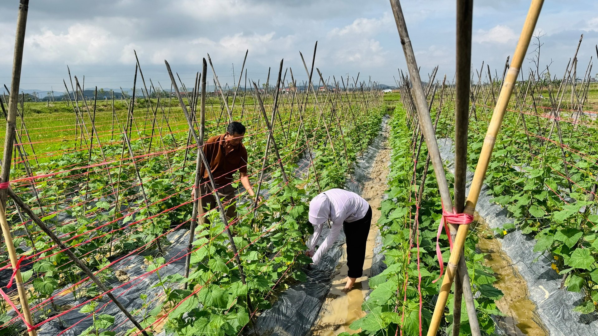 Nhiều diện tích rau đang sinh trưởng, phát triển tốt. Bà con đang tập trung chăm sóc để kịp thời có sản phẩm phục vụ thị trường. Ảnh: Ánh Nguyệt.