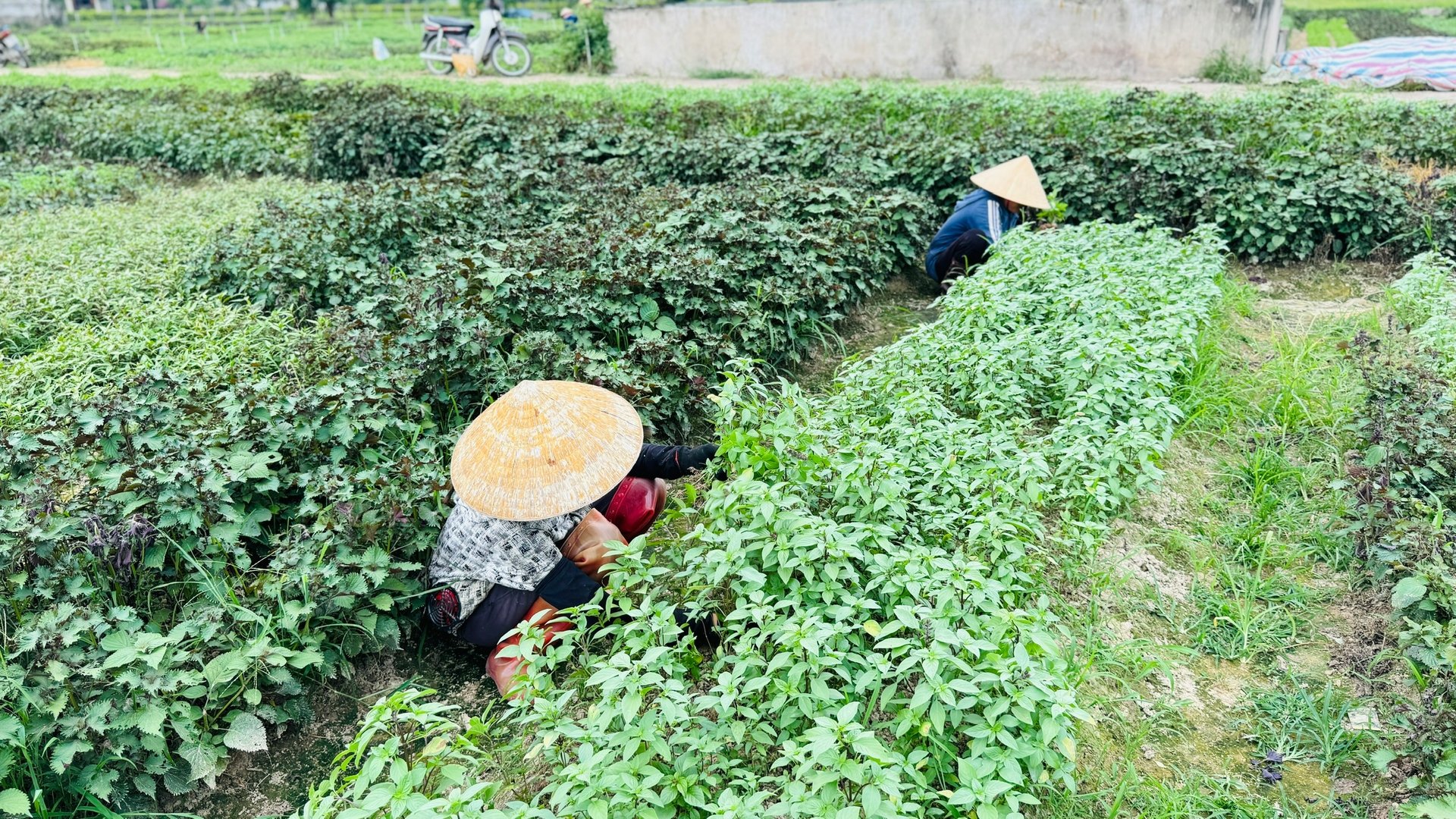 Do giá rau xanh tăng cao sau bão nên nông dân Hà Tĩnh đang tăng tốc chăm sóc rau để kịp thời phục vụ thị trường. Ảnh: Ánh Nguyệt.