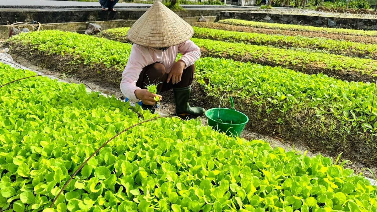 Nếu thời tiết thuận lợi, mỗi sào rau giống có thể cho thu nhập 10 - 15 triệu đồng. Ảnh: Ánh Nguyệt. Nếu thời tiết thuận lợi, mỗi sào rau giống có thể cho thu nhập 10 - 15 triệu đồng. Ảnh: Ánh Nguyệt.