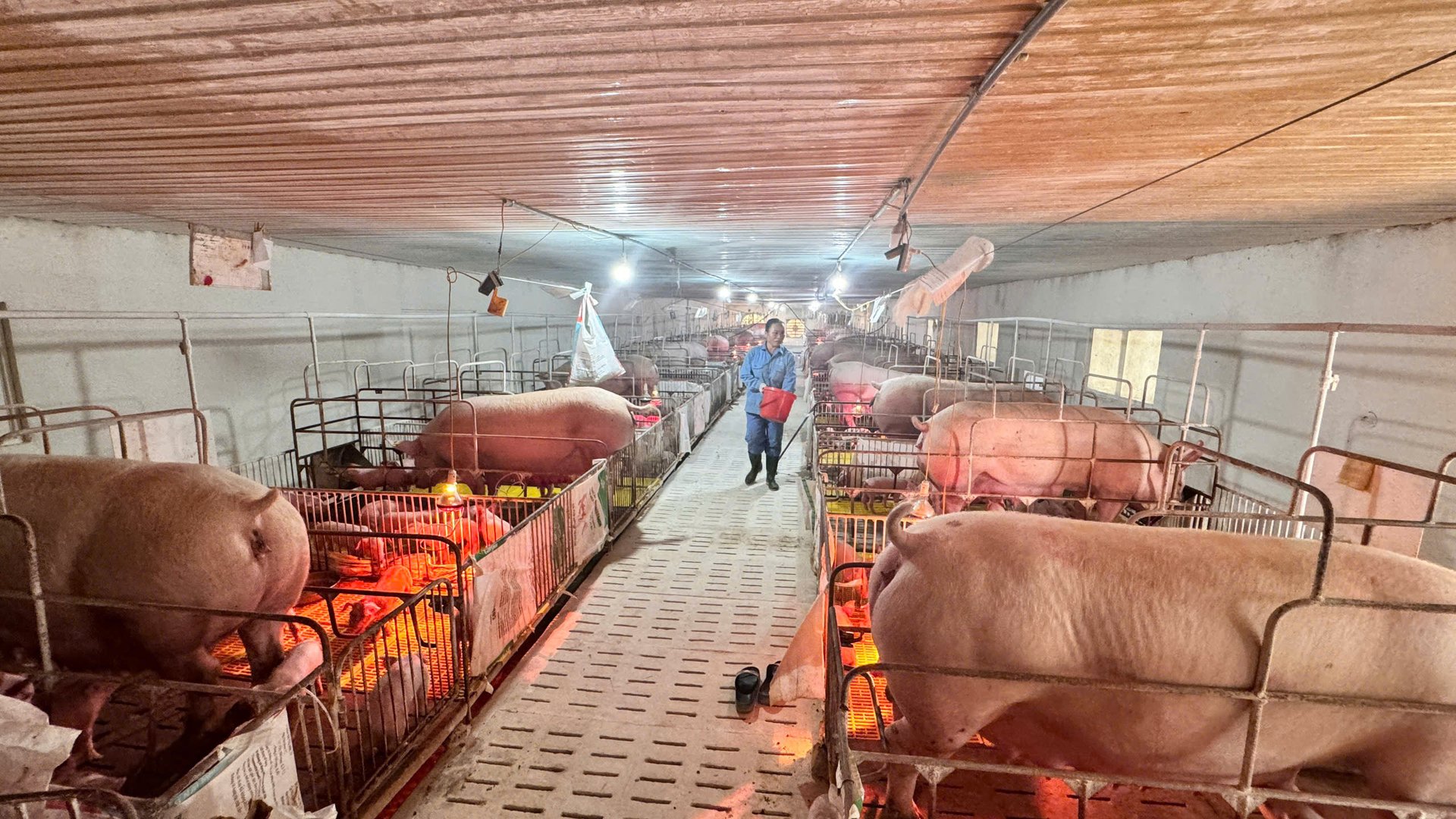 HTX Nông nghiệp sinh thái và Dịch vụ Vũ Sơn Đức triển khai khử trùng chuồng trại, bổ sung vitamin, tăng cường dinh dưỡng cho đàn lợn. Ảnh: Ánh Nguyệt.