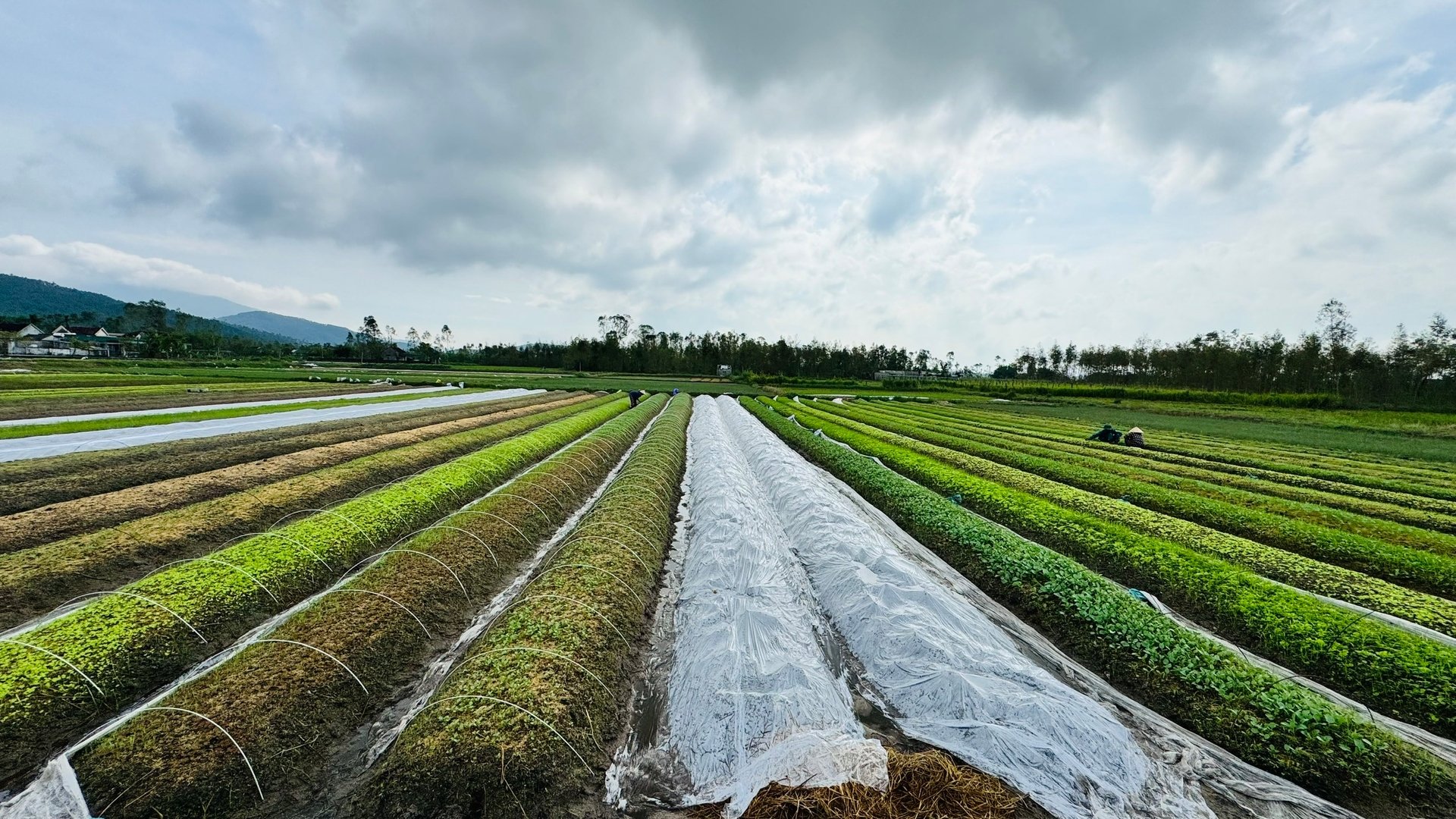 Thôn Hồng Lĩnh có khoảng 25 ha sản xuất rau giống, mỗi vụ cung ứng ra thị trường hàng triệu cây giống các loại như su hào, súp lơ, cải bắp, bầu, bí, rau cải... Ảnh: Ánh Nguyệt. Thôn Hồng Lĩnh có khoảng 25 ha sản xuất rau giống, mỗi vụ cung ứng ra thị trường hàng triệu cây giống các loại như su hào, súp lơ, cải bắp, bầu, bí, rau cải... Ảnh: Ánh Nguyệt.