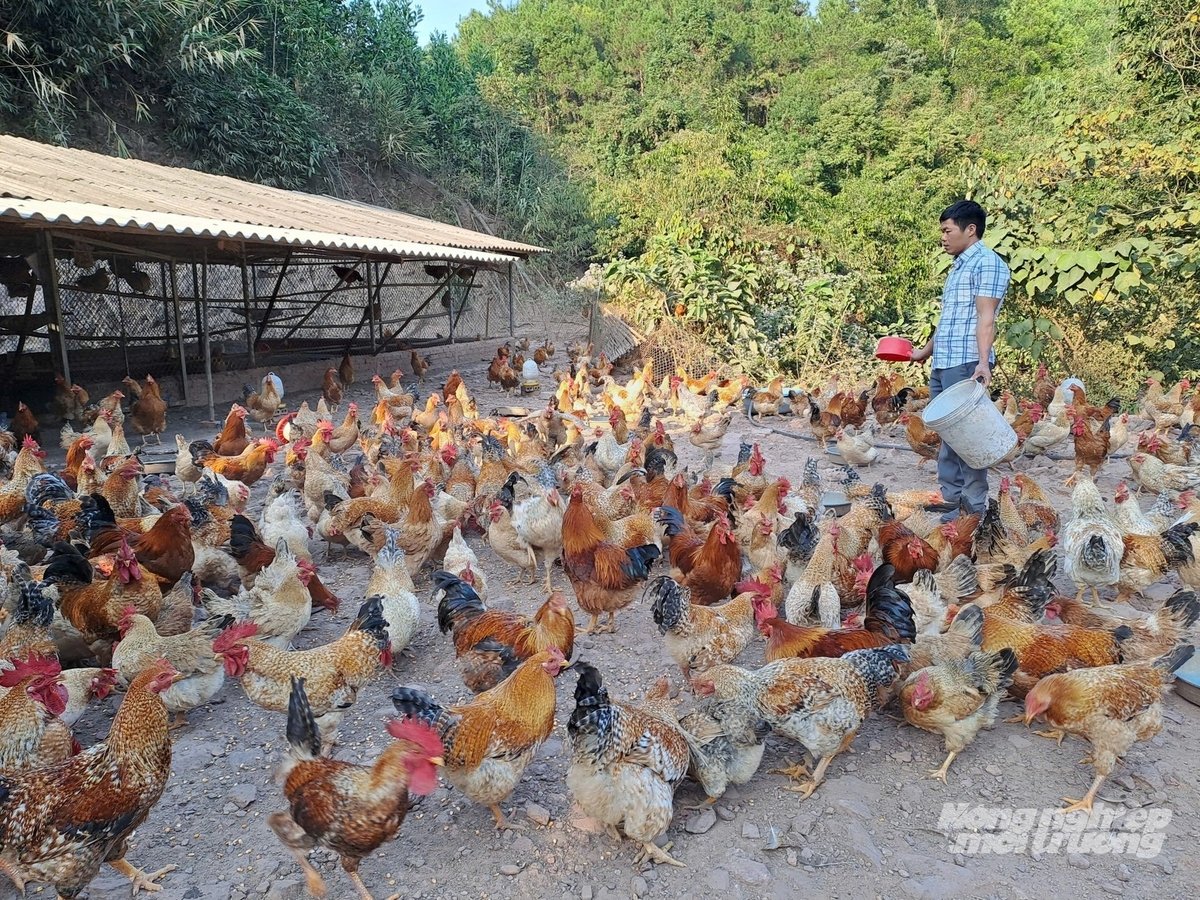 Trang trại gà tại Điền Xá của anh Trần Văn Hoan. Ảnh: Cường Vũ