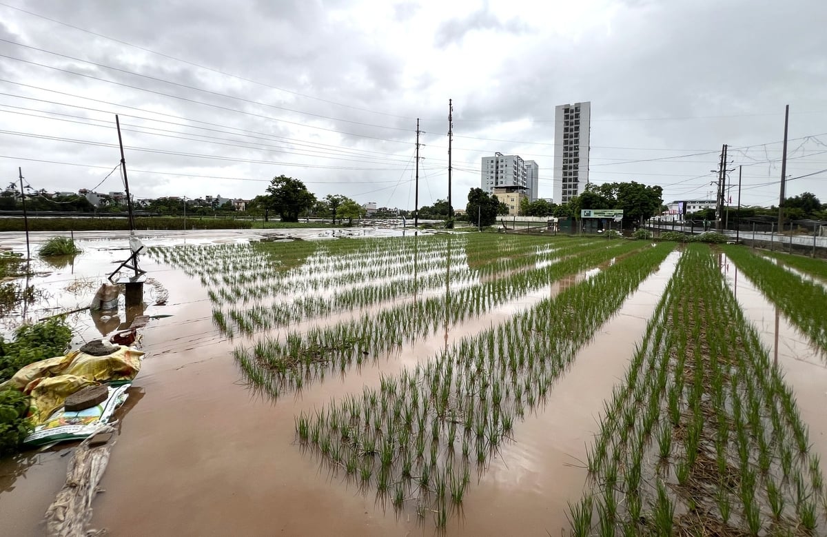Cánh đồng hành của người dân phường Thượng Cát ngập sâu trong nước. Ảnh: Hùng Khang.