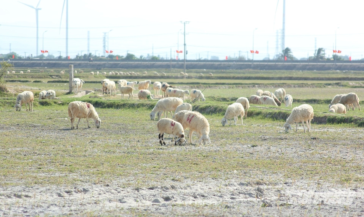 Xã Thuận Nam là địa phương có tổng đàn dê, cừu lớn nhất tỉnh Khánh Hòa. Ảnh: Phương Chi.