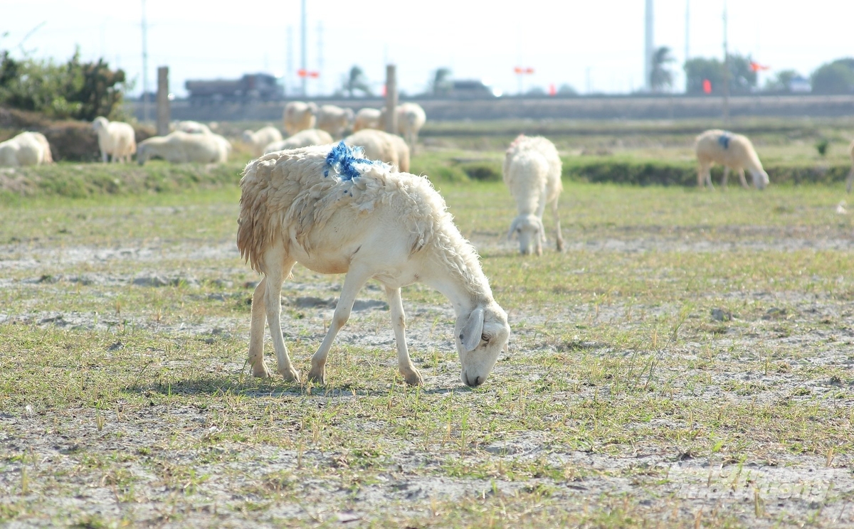 Năm nay giá dê, cừu tăng cao nên người chăn nuôi tại Khánh Hòa rất phấn khởi. Ảnh: Phương Chi.