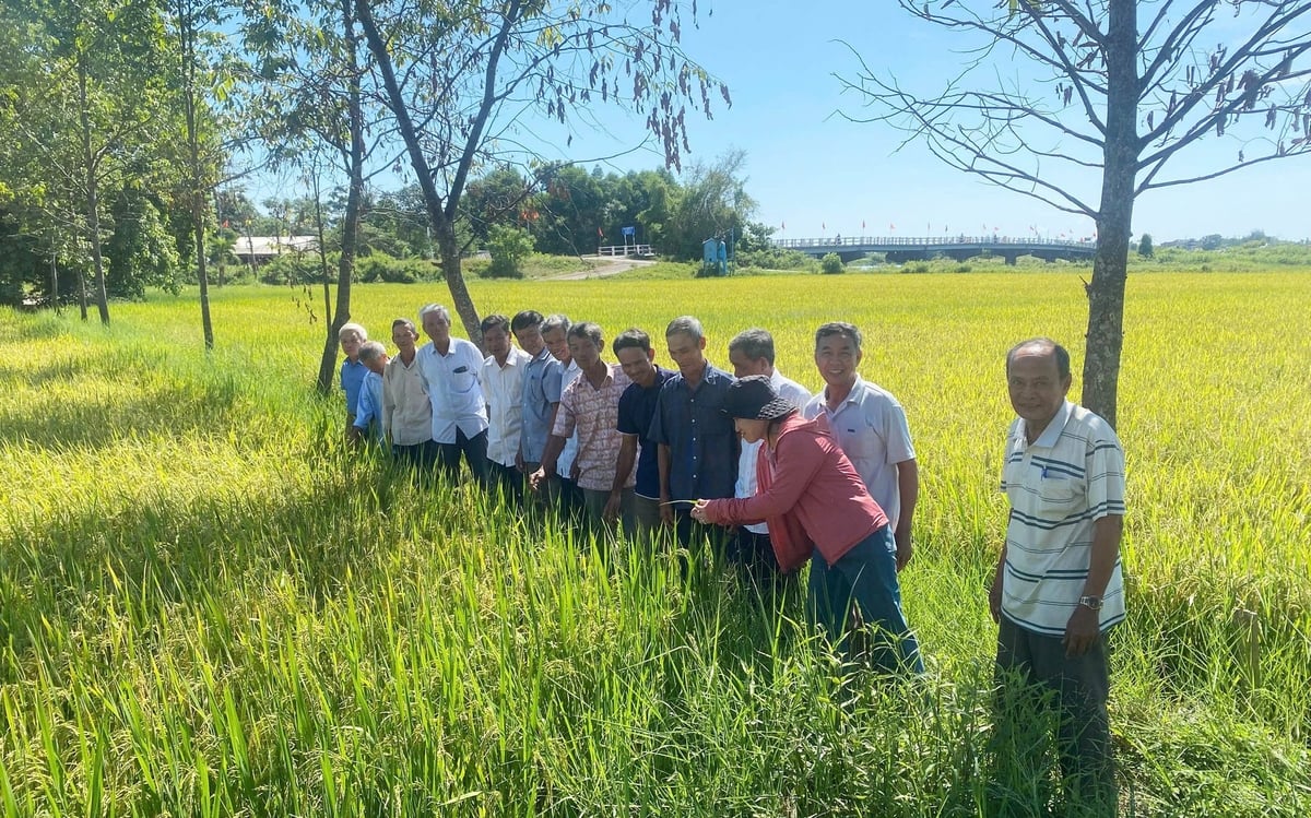 Nông dân trồng lúa ở TP Huế nhiệt tình tham gia các lớp tập huấn IPHM. Ảnh: Văn Dinh.