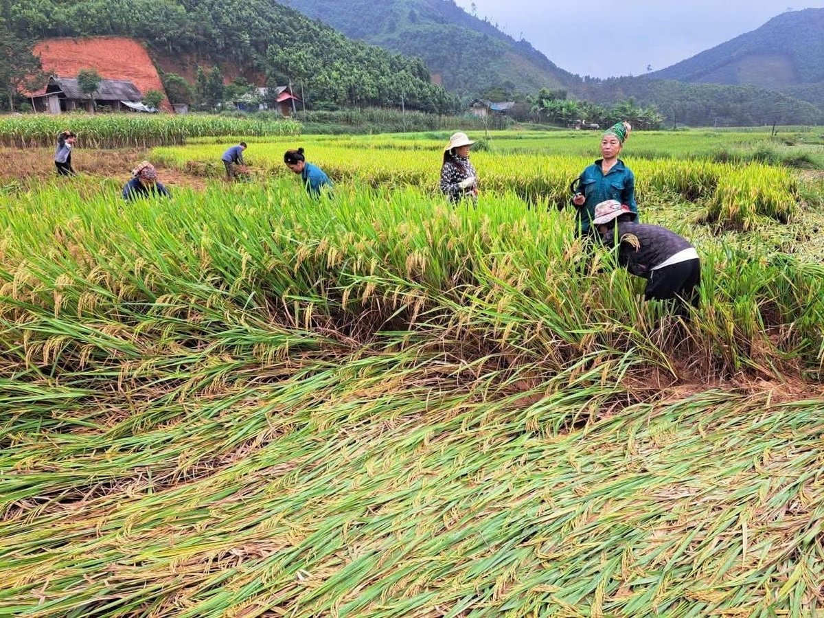 Bão số 10 và 11 đã gây thiệt hại nặng nề về sản xuất nông nghiệp các tỉnh phía Bắc. Ảnh: Lưu Hòa.
