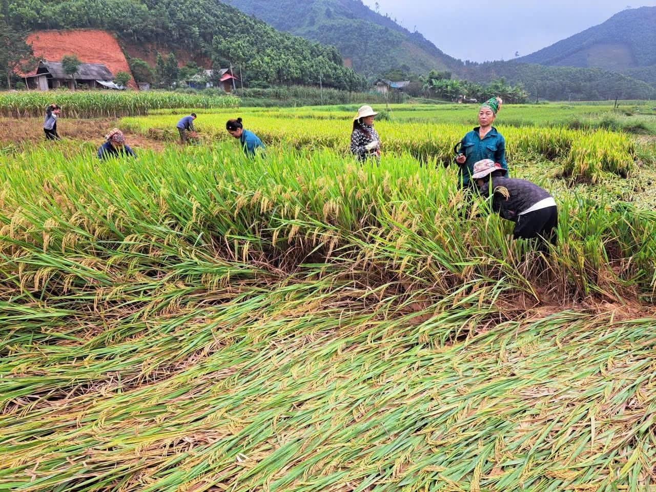 Người dân xã Tân Hợp tranh thủ từng giờ khi trời tạnh để thu hoạch lúa. Ảnh: Lưu Hòa. Người dân xã Tân Hợp tranh thủ từng giờ khi trời tạnh để thu hoạch lúa. Ảnh: Lưu Hòa.