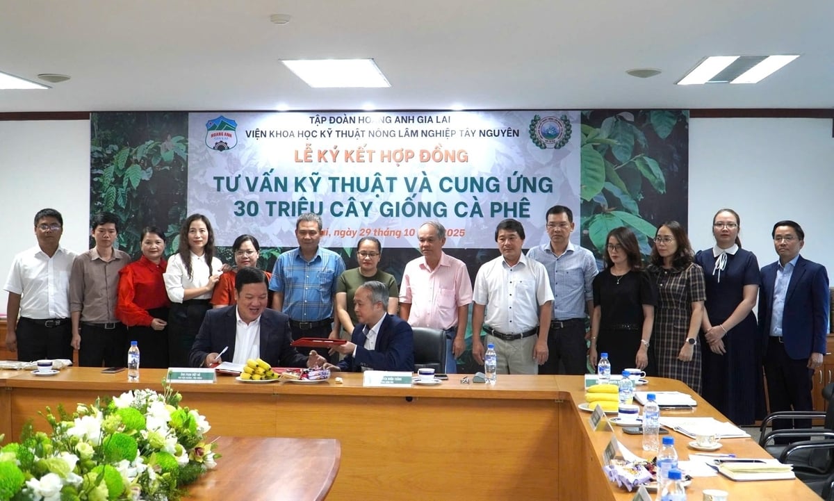 Lễ ký kết chuyển giao 30 triệu cây giống cà phê diễn ra ngày 29/10. Ảnh: Đăng Lâm. 