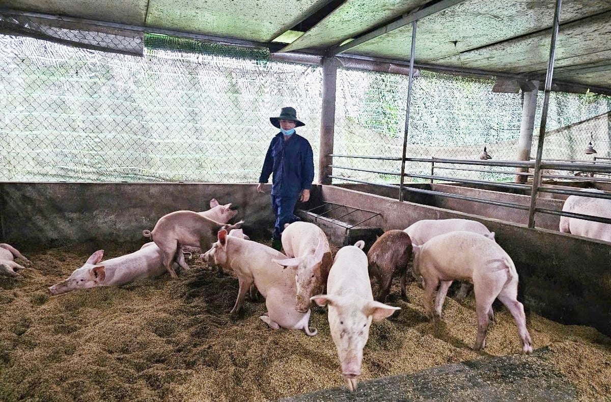 Mô hình chăn nuôi lợn hữu cơ, an toàn sinh học 4F ở TP. Huế đang mang lại nhiều hiệu quả cho nông dân. Ảnh: Văn Dinh.