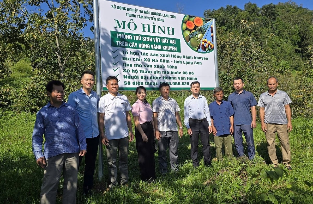 Với hiệu quả mang lại, Lạng Sơn sẽ tếp tục mở rộng mô hình phòng trừ sinh vật gây hại trên cây hồng vành khuyên ra các vùng trồng khác. Ảnh: Hoàng Nghĩa. Với hiệu quả mang lại, Lạng Sơn sẽ tếp tục mở rộng mô hình phòng trừ sinh vật gây hại trên cây hồng vành khuyên ra các vùng trồng khác. Ảnh: Hoàng Nghĩa.