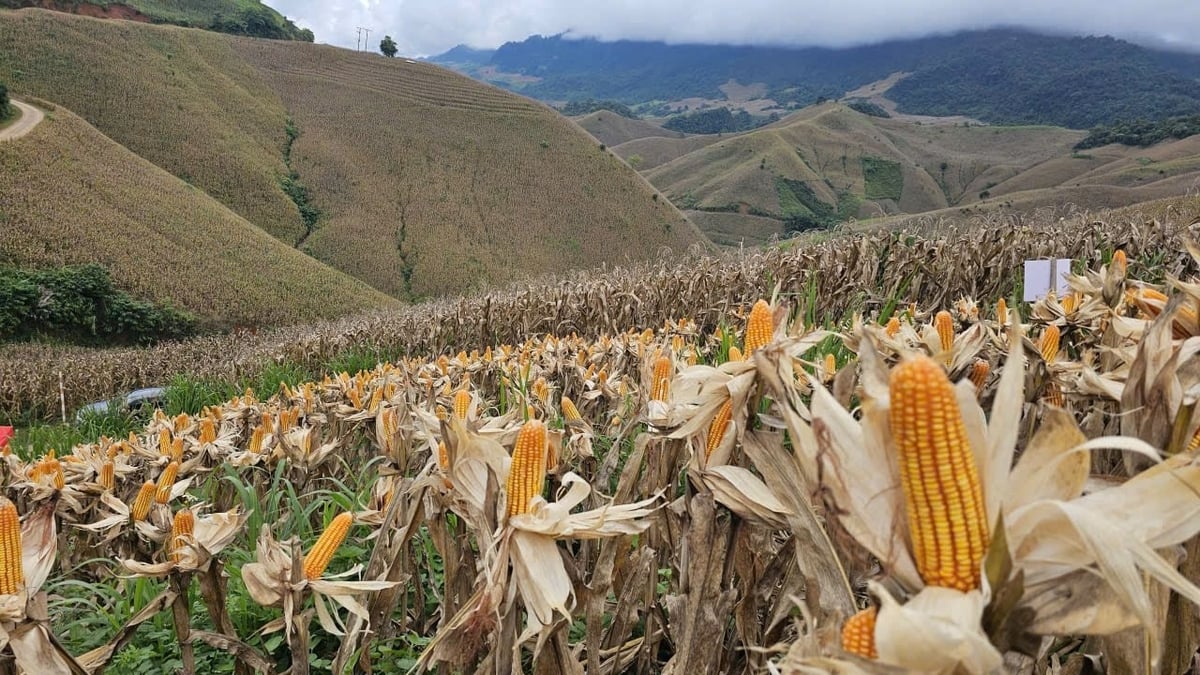 Syngenta kỳ vọng mô hình trồng xen cỏ và ngô sẽ trở thành thói quen của bà con tại các vùng đồi dốc ở Sơn La nói riêng và khu vực Tây Bắc nói chung. Ảnh: Đức Bình. Syngenta kỳ vọng mô hình trồng xen cỏ và ngô sẽ trở thành thói quen của bà con tại các vùng đồi dốc ở Sơn La nói riêng và khu vực Tây Bắc nói chung. Ảnh: Đức Bình.