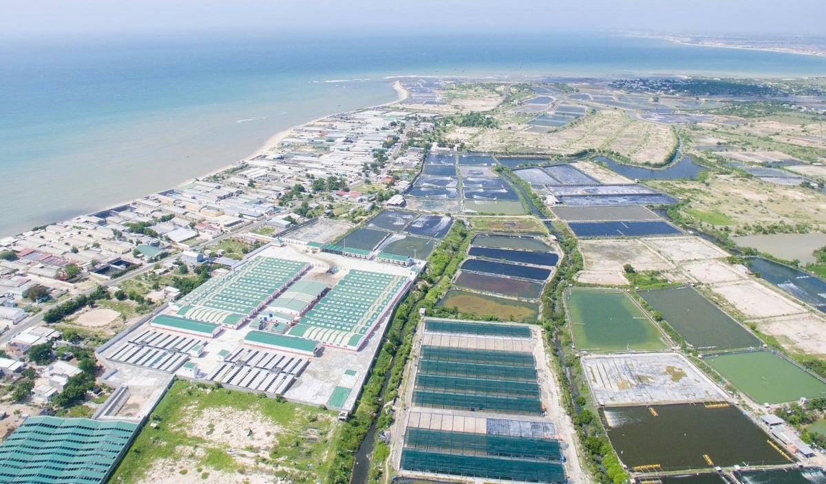 Tập đoàn Nam Miền Trung hiện nay đã phát triển thành hệ thống 11 cơ sở sản xuất với hàng trăm trại tôm giống, hoạt động đa ngành. Ảnh: PC.