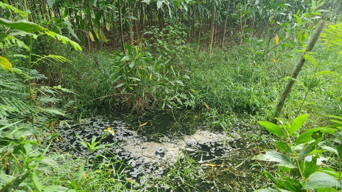 Nhiều trại lợn trên địa bàn xã Nghĩa Lộc không tuân thủ nghiêm quy định về môi trường. Ảnh: Việt Khánh.