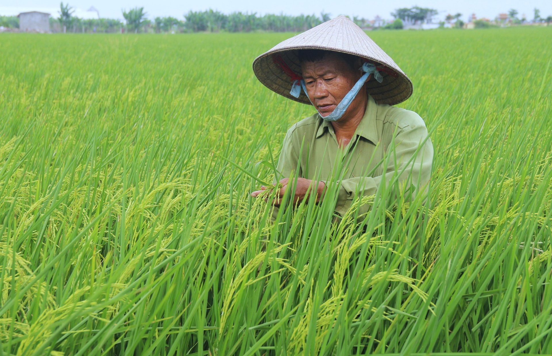 Năm 2023, đất trồng lúa chiềm 33,7% diện tích canh tác. Ảnh: Phạm Hiếu. Năm 2023, đất trồng lúa chiềm 33,7% diện tích canh tác. Ảnh: Phạm Hiếu.