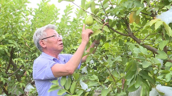 Ông Đào Việt Dũng - Chủ tịch HĐQT kiêm Giám đốc HTX nông nghiệp Việt Doanh (thôn Thường Lệ, xã Quang Minh, Hà Nội) bên vườn ổi Malaysia. Ảnh: Thùy Linh. Ông Đào Việt Dũng - Chủ tịch HĐQT kiêm Giám đốc HTX nông nghiệp Việt Doanh (thôn Thường Lệ, xã Quang Minh, Hà Nội) bên vườn ổi Malaysia. Ảnh: Thùy Linh.