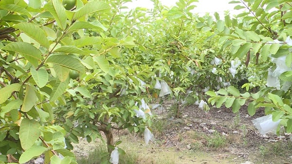 Vườn ổi Malaysia 2 ha của một thành viên HTX Nông nghiệp Việt Doanh đang cho trái. Ảnh: Thùy Linh. Vườn ổi Malaysia 2 ha của một thành viên HTX Nông nghiệp Việt Doanh đang cho trái. Ảnh: Thùy Linh.