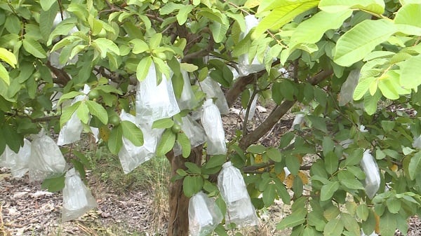 Những trái ổi non được bao bọc cẩn thận để tránh sâu bệnh. Ảnh: Thùy Linh. Những trái ổi non được bao bọc cẩn thận để tránh sâu bệnh. Ảnh: Thùy Linh.