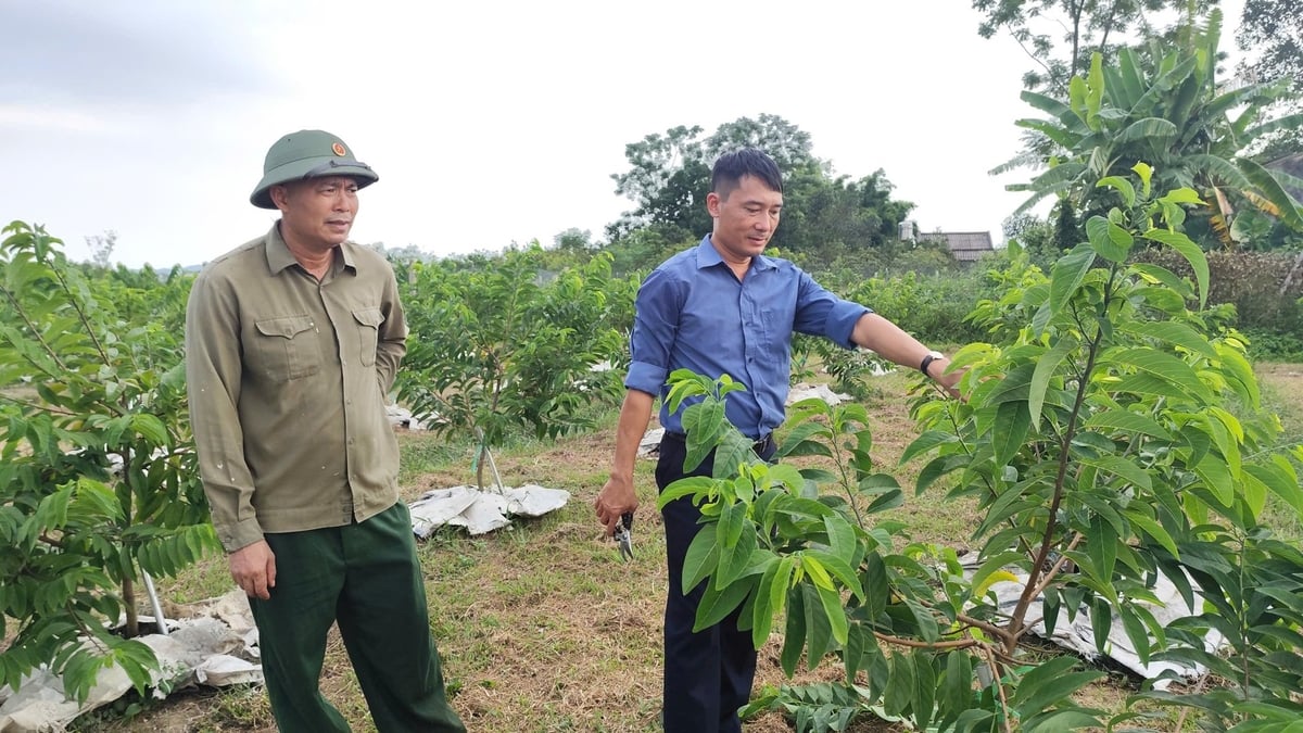 Kỹ sư Nguyễn Văn Phú (áo xanh) hướng dẫn người dân cách tỉa cành, tạo tán. Ảnh: Nguyễn Thành. Kỹ sư Nguyễn Văn Phú (áo xanh) hướng dẫn người dân cách tỉa cành, tạo tán. Ảnh: Nguyễn Thành.
