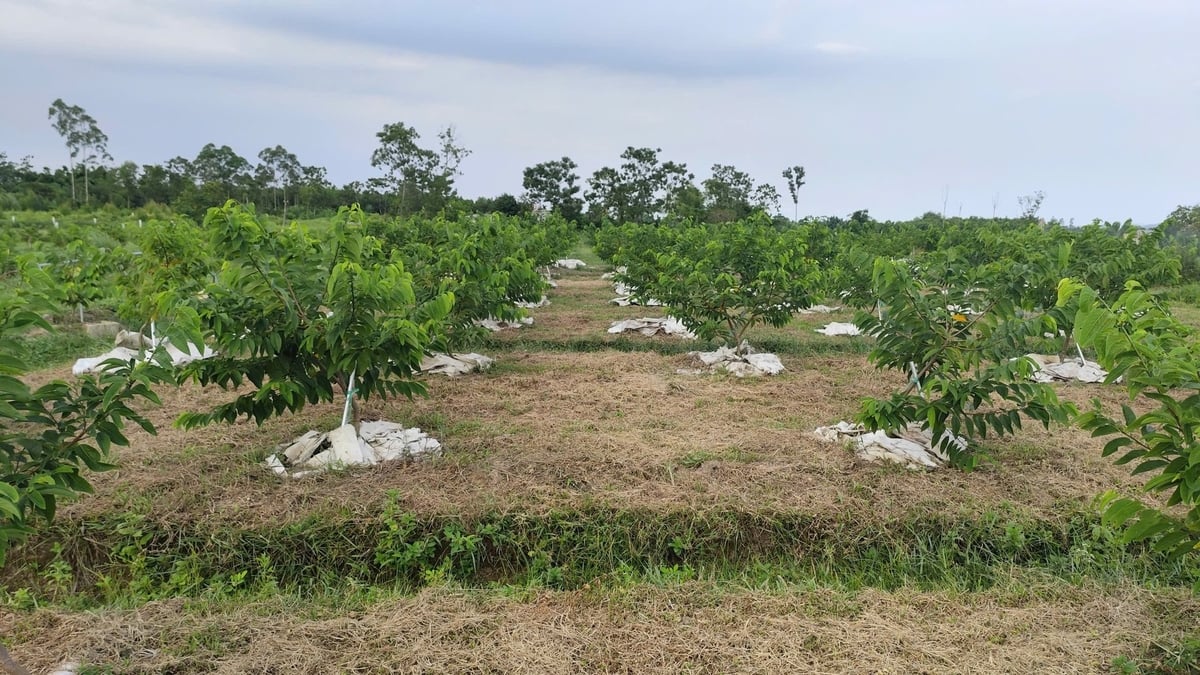 Sau 1,5 tháng trồng, tỷ lệ sống của cây na đạt trên 95%, cây sinh trưởng khỏe và đã ra lộc mới. Ảnh: Nguyễn Thành. Sau 1,5 tháng trồng, tỷ lệ sống của cây na đạt trên 95%, cây sinh trưởng khỏe và đã ra lộc mới. Ảnh: Nguyễn Thành.